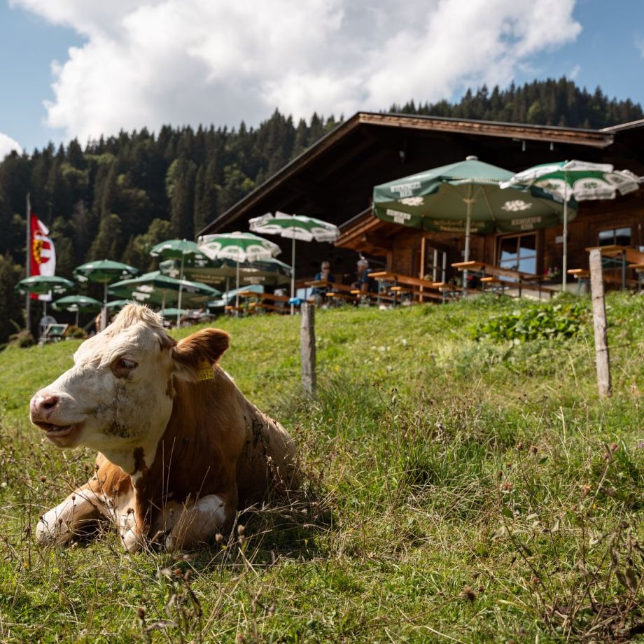 kuehe-almen-abenteuer-berghuette-geniessen-einfachheit-nachhaltigkeit