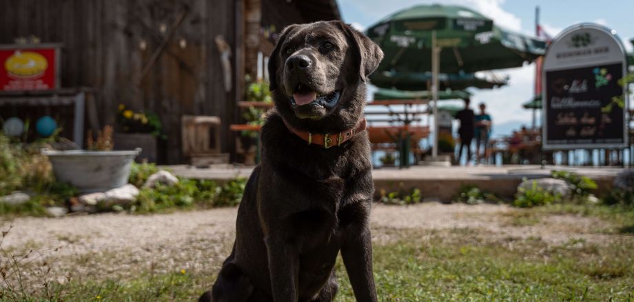 sommer-urlaub-hunde-traditionell-frischluft-gemuetlichkeit-berghuette